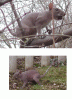 [thumbnail of RatOrSquirrel.jpg]