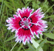 [thumbnail of Flower.jpg]