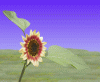 [thumbnail of SunflowerTubePrev.jpg]